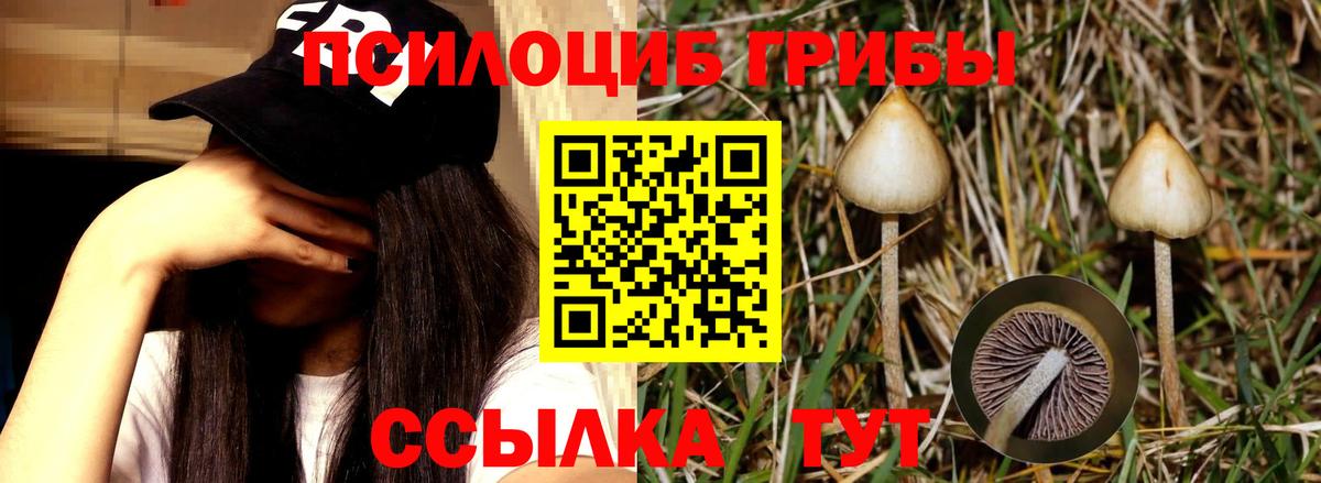Псилоцибиновые грибы Psilocybine cubensis Шахты